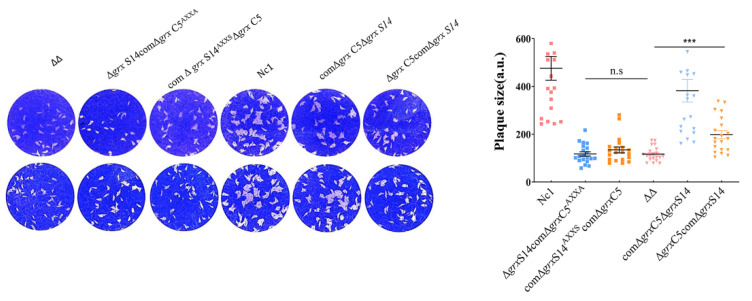 Figure 5