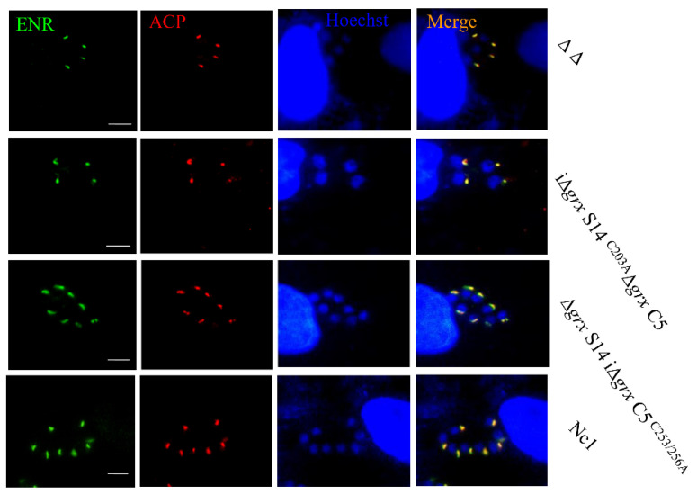 Figure 7