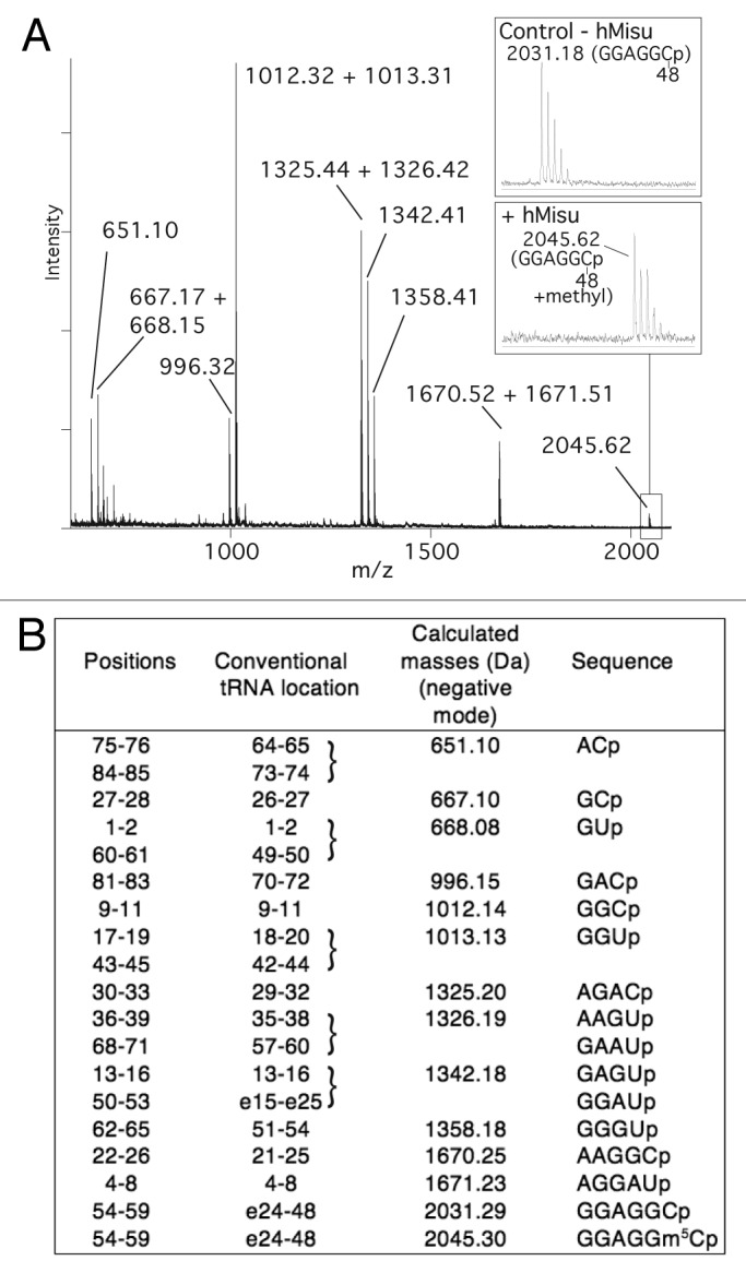 graphic file with name rna-9-1331-g3.jpg