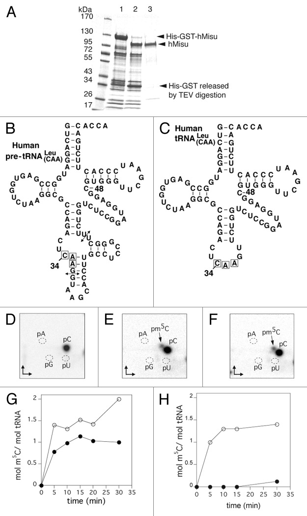 graphic file with name rna-9-1331-g1.jpg