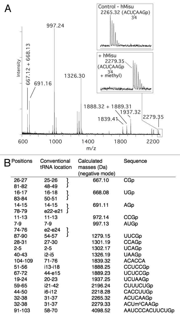 graphic file with name rna-9-1331-g2.jpg