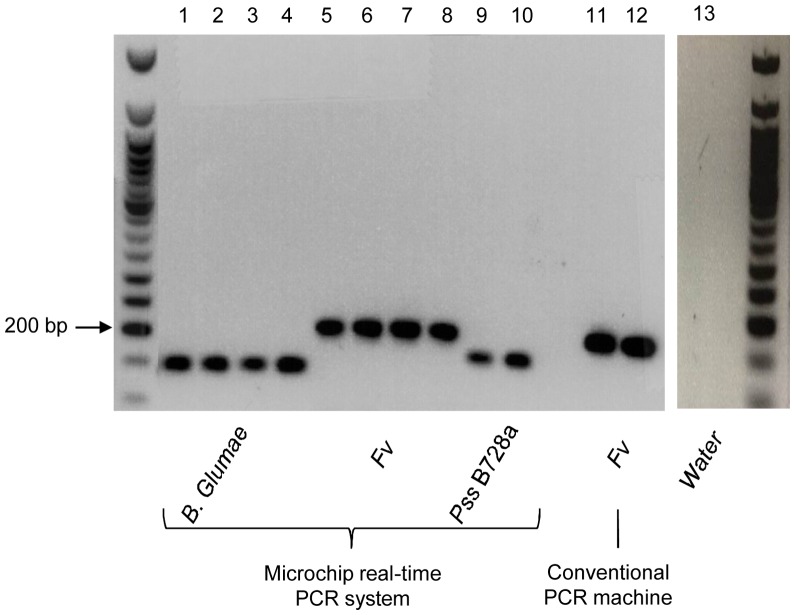 Figure 7