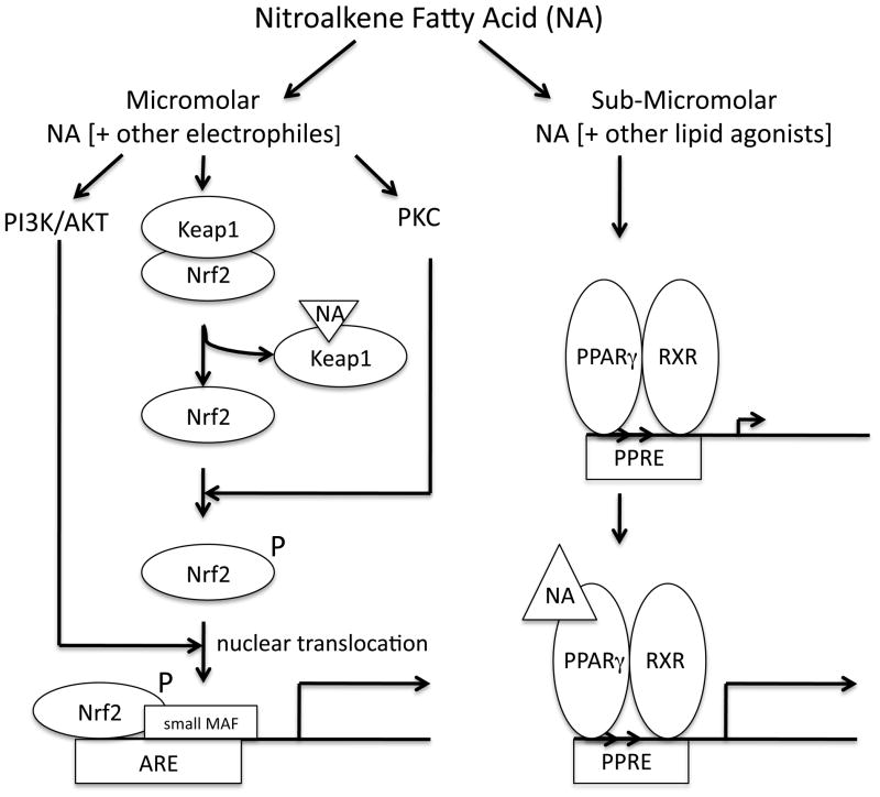 Fig. 11