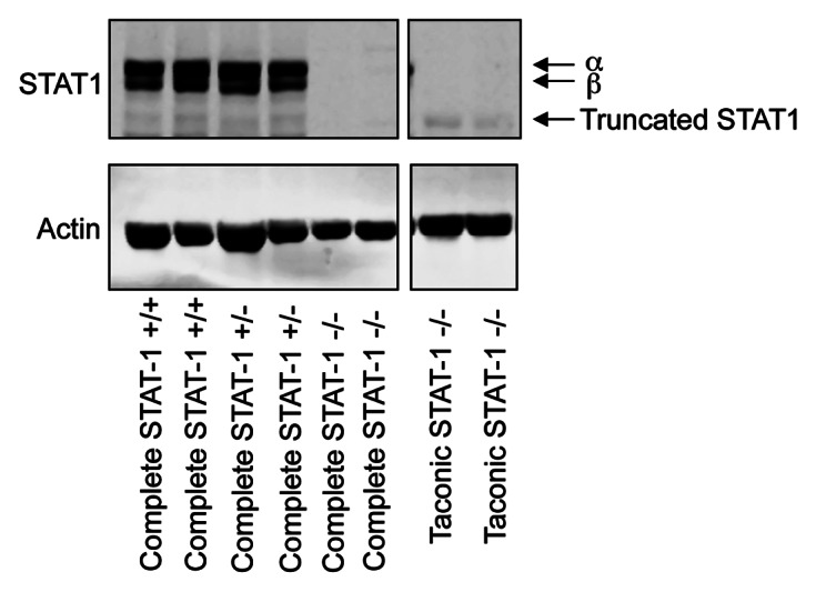 graphic file with name jkst-1-197-g1.jpg