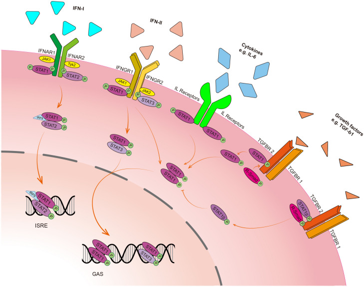 FIGURE 2