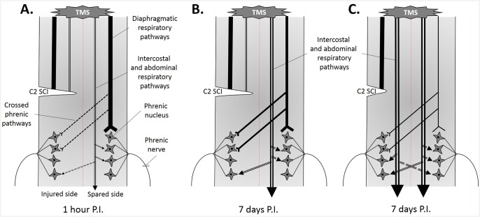 Fig 5