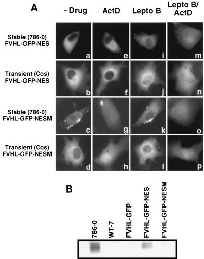 FIG. 6