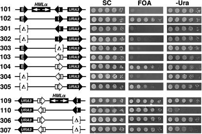 Figure 6.—