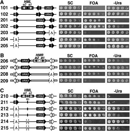 Figure 5.—