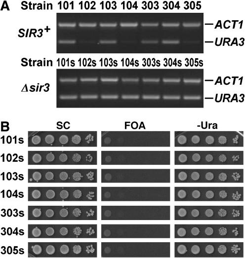 Figure 2.—