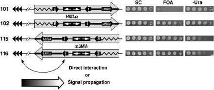 Figure 4.—