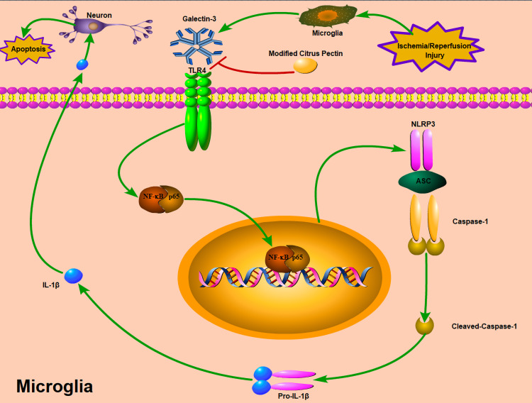 Figure 12