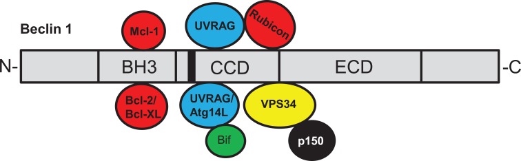 Fig. (1)