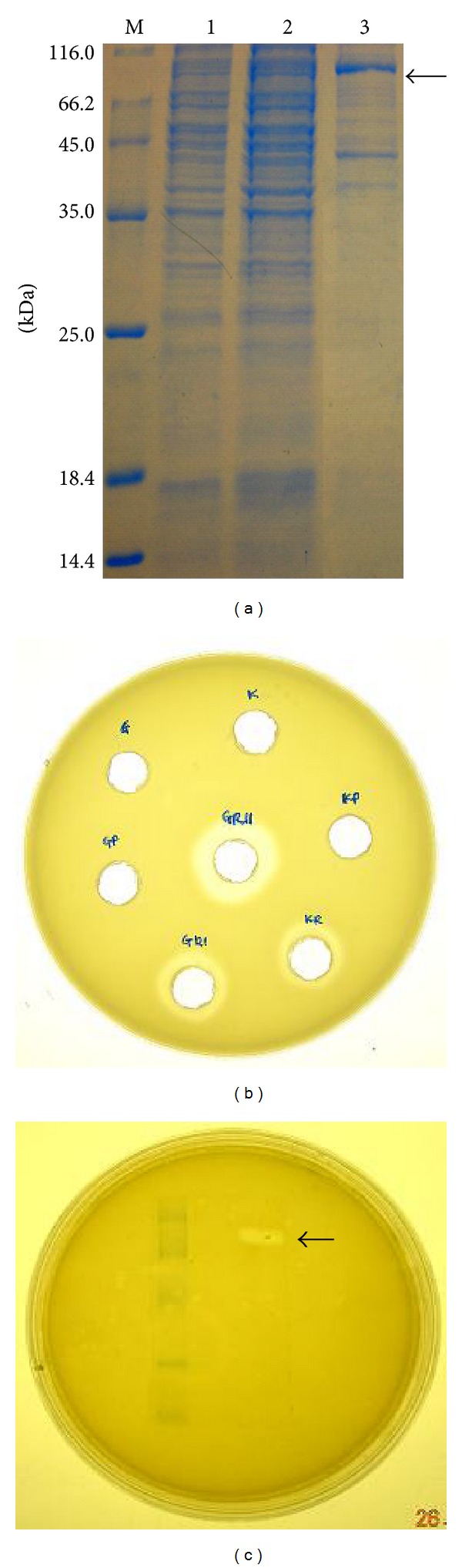 Figure 11