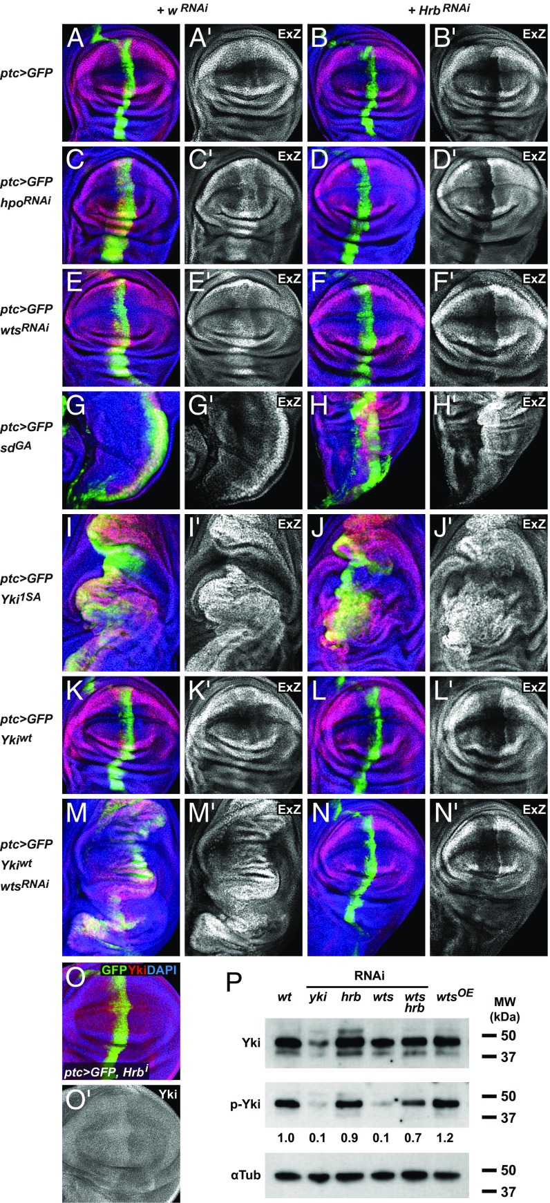 Fig. 4.