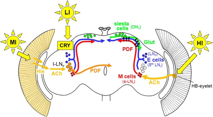 Figure 6.