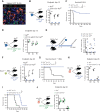 Figure 2. Selective Axl ablation in macrophages confers effective protection against leukemia. A, Representative immune fluorescence showing AXL expression (white) in IBA1+ leukemia-associated macrophages (red) in the spleen of a B-ALL leukemia–bearing mouse. B, Leukemic burden (% of GFP+ B220+) in bone marrow (BM), spleen (Spl), and peripheral blood (PB) of Axlf/f (n = 6) and Csf1r-Cre+ Axlf/f (n = 4) animals 12 days after challenge with 103 B-ALL cells. ***, P < 0.001, unpaired two-tailed Student t test. Experiment is representative of at least three experiments. C, Kaplan–Meier survival analysis of control Axlf/f and Csf1r-Cre+ Axlf/f animals challenged with 103 Ph+ B-ALL. Data are from two independent experiments. Similar results obtained in a third experiment using a different primary B-ALL. ****, P < 0.0001, log-rank (Mantel–Cox) test. D, Leukemic burden (% of GFP+ B220+) in bone marrow, spleen, and peripheral blood of Axlf/f (n = 4) and CD11c-Cre+ (CD11c-eGFP-Cre+ Axlf/f, n = 3) mice 12 days after challenge with 103 B-ALL cells. ns, not significant, unpaired two-tailed Student t test. Experiment is representative of two independent experiments. E, Csf1r-Cre+ control mice (n = 5) and Csf1r-Cre+ Axlf/f mice (n = 4) received 1 injection of clodronate liposomes (250 μL i.v./mouse) 3 days before challenge with 103 B-ALL cells. Three weeks later, when the first mouse was terminally ill, all mice were sacrificed and leukemic burden evaluated in bone marrow, spleen, and peripheral blood. ns, not significant, unpaired two-tailed Student t test. F, Axlf/f (n = 3) and Csf1r-Cre+ Axlf/f (n = 3) animals were challenged with 5 × 105 Asxl1−/− AML cells. At day 26, leukemic burden (CD11bdimB220dim) in bone marrow, spleen, and peripheral blood is depicted. **, P < 0.01, unpaired two-tailed Student t test. G, Kaplan–Meier survival analysis of control Axlf/f (n = 9) and Csf1r-Cre+ Axlf/f (n = 6) animals challenged with 105 Asxl1−/− AML as in F. **, P < 0.01, log-rank (Mantel–Cox) test. H, Axlf/f (n = 4) and Csf1r-Cre+ Axlf/f (n = 4) animals were challenged with 105 MLL–ENL AML cells. At day 28, leukemic burden (% tomato+ CD11b+) in bone marrow, spleen, and peripheral blood is depicted. ***, P < 0.001, unpaired two-tailed Student t test. I, Kaplan–Meier survival analysis of control Axlf/f and Csf1r-Cre+ Axlf/f animals challenged with 105 MLL–ENL AML. These mice are also depicted in Fig. 4I. **, P < 0.01, log-rank (Mantel–Cox) test. J, Axlf/f (n = 8) and CD11c-Cre+ (CD11c-eGFP-Cre+ Axlf/f, n = 6) mice were challenged with 105 MLL–ENL AML. On day 26, leukemic burden (% tomato+ CD11b+) in bone marrow, spleen, and peripheral blood is depicted. ns, not significant, unpaired two-tailed Student t test.