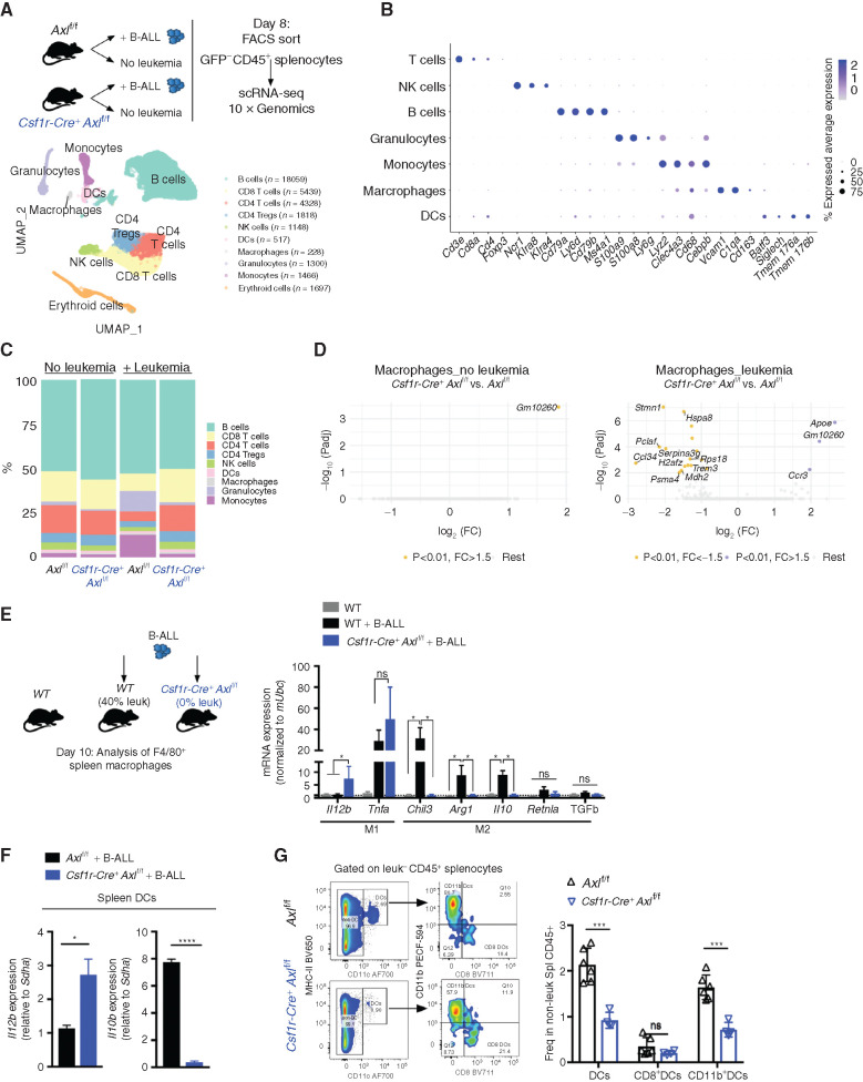 Figure 3. Axl-deficient macrophages prevent the establishment of an immune suppressive environment in response to leukemia. A, Nonleukemic (GFP−) spleen leukocytes were FACS purified from control Axlf/f mice and Csf1r-Cre+ Axlf/f mice that were either naïve (Axlf/f n = 2; Csf1r-Cre+ Axlf/f n = 2) or challenged with 103 B-ALL cells (n = 2 Axlf/f + B-ALL; n = 2 Csf1r-Cre+ Axlf/f+ B-ALL) for 8 days and subjected to 10X Genomics scRNA-seq. Data clustering, UMAP visualization of 36,000 individual cells (pooled from all conditions) followed by marker-based cell type annotation identified 10 broad immune subsets across all profiled single cells. B, Dot plot of selected cluster-specific marker genes. C, Relative abundance of identified cell types across conditions. D, Volcano plots showing the DEG (Padj < 0.01 and fold change >1.5) in macrophages comparing Axlf/f and Csf1r-Cre+ Axlf/f under steady-state conditions (left) and upon leukemia challenge (right), with the significant genes (max 10) annotated. E, Real-time PCR expression data in F4/80+ spleen macrophages purified using magnetic beads from naïve WT mice (n = 4) and mice transplanted with 103 B-ALL (WT n = 4; Csf1r-Cre+ Axlf/f n = 4). Data are normalized to a reference gene, Ubc, and are mean ± SEM. *, P <0.05, unpaired two-tailed Student t test. F, Real-time PCR expression data in dendritic cells (DC) isolated by flow cytometry as CD45+GFP−MHC-II+CD11c+ from the spleen of B-ALL challenged Axlf/f (n = 4) and Csf1r-Cre+ Axlf/f mice (n = 3). Data are normalized to a reference gene, Sdha, and are mean ± SEM. *, P < 0.05; ****, P < 0.0001, unpaired two-tailed Student t test. G, Representative gating and flow cytometry based quantification of total classical dendritic cells (DCs: CD45+GFP−MHC-II+CD11c+) as well as subsets: cDC1 (CD8+DCs: MHC-II+CD11c+CD8+CD11b−) and cDC2 (CD11b+DCs: MHC-II+CD11c+CD8−CD11b+) within nonleukemic splenocytes (GFP−CD45+) from B-ALL challenged Axlf/f (n = 6) and Csf1r-Cre+ Axlf/f (n = 4) mice. ns, not significant; ***, P < 0.001, unpaired two-tailed Student t test.