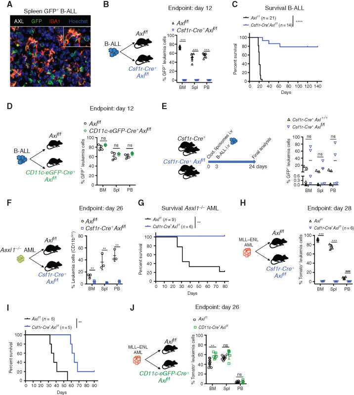 Figure 2. Selective Axl ablation in macrophages confers effective protection against leukemia. A, Representative immune fluorescence showing AXL expression (white) in IBA1+ leukemia-associated macrophages (red) in the spleen of a B-ALL leukemia–bearing mouse. B, Leukemic burden (% of GFP+ B220+) in bone marrow (BM), spleen (Spl), and peripheral blood (PB) of Axlf/f (n = 6) and Csf1r-Cre+ Axlf/f (n = 4) animals 12 days after challenge with 103 B-ALL cells. ***, P < 0.001, unpaired two-tailed Student t test. Experiment is representative of at least three experiments. C, Kaplan–Meier survival analysis of control Axlf/f and Csf1r-Cre+ Axlf/f animals challenged with 103 Ph+ B-ALL. Data are from two independent experiments. Similar results obtained in a third experiment using a different primary B-ALL. ****, P < 0.0001, log-rank (Mantel–Cox) test. D, Leukemic burden (% of GFP+ B220+) in bone marrow, spleen, and peripheral blood of Axlf/f (n = 4) and CD11c-Cre+ (CD11c-eGFP-Cre+ Axlf/f, n = 3) mice 12 days after challenge with 103 B-ALL cells. ns, not significant, unpaired two-tailed Student t test. Experiment is representative of two independent experiments. E, Csf1r-Cre+ control mice (n = 5) and Csf1r-Cre+ Axlf/f mice (n = 4) received 1 injection of clodronate liposomes (250 μL i.v./mouse) 3 days before challenge with 103 B-ALL cells. Three weeks later, when the first mouse was terminally ill, all mice were sacrificed and leukemic burden evaluated in bone marrow, spleen, and peripheral blood. ns, not significant, unpaired two-tailed Student t test. F, Axlf/f (n = 3) and Csf1r-Cre+ Axlf/f (n = 3) animals were challenged with 5 × 105 Asxl1−/− AML cells. At day 26, leukemic burden (CD11bdimB220dim) in bone marrow, spleen, and peripheral blood is depicted. **, P < 0.01, unpaired two-tailed Student t test. G, Kaplan–Meier survival analysis of control Axlf/f (n = 9) and Csf1r-Cre+ Axlf/f (n = 6) animals challenged with 105 Asxl1−/− AML as in F. **, P < 0.01, log-rank (Mantel–Cox) test. H, Axlf/f (n = 4) and Csf1r-Cre+ Axlf/f (n = 4) animals were challenged with 105 MLL–ENL AML cells. At day 28, leukemic burden (% tomato+ CD11b+) in bone marrow, spleen, and peripheral blood is depicted. ***, P < 0.001, unpaired two-tailed Student t test. I, Kaplan–Meier survival analysis of control Axlf/f and Csf1r-Cre+ Axlf/f animals challenged with 105 MLL–ENL AML. These mice are also depicted in Fig. 4I. **, P < 0.01, log-rank (Mantel–Cox) test. J, Axlf/f (n = 8) and CD11c-Cre+ (CD11c-eGFP-Cre+ Axlf/f, n = 6) mice were challenged with 105 MLL–ENL AML. On day 26, leukemic burden (% tomato+ CD11b+) in bone marrow, spleen, and peripheral blood is depicted. ns, not significant, unpaired two-tailed Student t test.