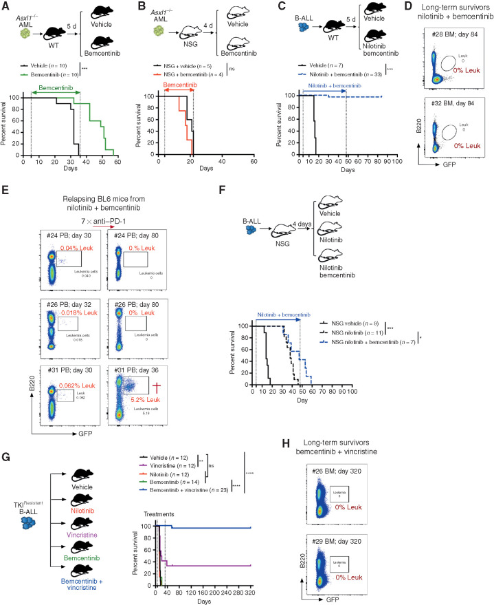 Figure 7. Systemic AXL inhibition induces potent antileukemic immunity and eliminates leukemic blasts in AXL-negative leukemias. A and B, Kaplan–Meier survival curves of C57BL/6 WT mice (A) or NSG mice (B) challenged with 5.105 Asxl1−/− AML cells and treated with either vehicle or bemcentinib (50 mg/kg, twice daily). ns, not significant. ***, P < 0.001, log-rank (Mantel–Cox) test. C, Kaplan–Meier survival analysis of C57BL/6 WT mice challenged with 103 B-ALL cells and treated with either vehicle (n = 7) or nilotinib (80 mg/kg, once a day) plus bemcentinib (50 mg/kg, twice daily; n = 33) for a total of 44 days. Data are pooled from two independent experiments. ***, P < 0.001, log-rank (Mantel–Cox) test. D, Representative FACS plots depicting absence of GFP+ B220dim leukemic cells in the bone marrow of long-term survivors from C. E, Mice from C were followed by weekly bleeding. Three of 33 mice (#24, #26, and #31) showed GFP+ cells indicative of disease recurrence and were subjected to anti–PD-1 treatment as indicated (7 × 200 μg/mL every fourth day). Mouse #31 succumbed to full-blown leukemia on day 36, while #24 and #26 remained leukemia-free. F, Kaplan–Meier survival analysis of NSG mice challenged with 103 B-ALL cells and treated with either vehicle, nilotinib, or nilotinib plus bemcentinib for a total of 44 days as in C. ns, not significant, log-rank (Mantel–Cox) test. G, WT mice were injected with 103 TKIR B-ALL cells. After 5 days, mice were randomly attributed to the indicated vehicle or treatment groups and their survival depicted using a Kaplan–Meier analysis. Data are pooled from two independent experiments. ns, not significant, **, P < 0.01; ****, P < 0.0001, log-rank (Mantel–Cox) test. H, Representative FACS plots depicting absence of GFP+ B220dim leukemic cells in the bone marrow of bemcentinib + vincristine–treated long-term survivors from G. In all experiments, treatments were initiated and stopped on the days indicated by dotted lines.