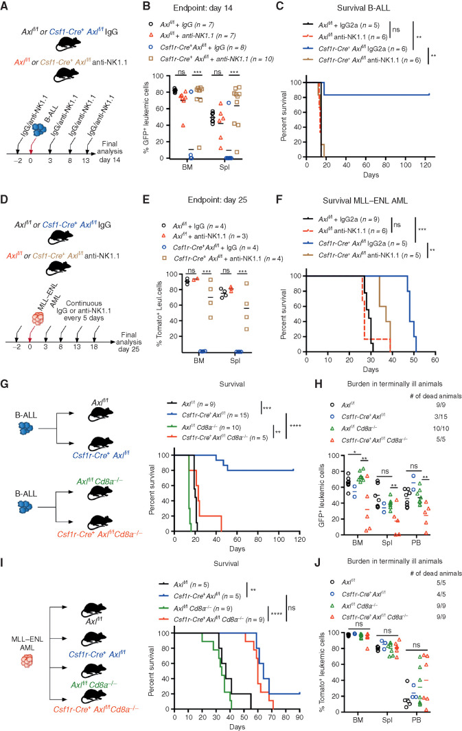 Figure 4. Axl-deficient macrophages trigger a robust NK-cell and T-cell immune response that suppresses leukemia. A and B, Axlf/f and Csf1r-Cre+ Axlf/f mice were challenged with 103 B-ALL cells and treated with either an anti-NK1.1 antibody or a mouse IgG2a isotype control (50 μg/mouse) every 5 days as indicated. Leukemic burden (% GFP+) in the bone marrow and spleen on day 14 is depicted (B). ns, not significant. ***, P < 0.001, unpaired two-tailed Student t test. C, Kaplan–Meier survival analysis of mice of the indicated genotypes challenged with 103 B-ALL cells and treated as in A. Treatments stopped once all anti-NK1.1–treated mice were dead. ns, not significant. **, P < 0.01, log-rank (Mantel–Cox) test. D and E, Same as in A and B using 105 MLL–ENL AML cells. Leukemic burden (% Tomato+) on day 25 is depicted. ns, not significant. **, P < 0.01; ***, P < 0.001, unpaired two-tailed Student t test. F, Kaplan–Meier survival analysis of mice of the indicated genotypes challenged with 105 MLL–ENL AML cells and treated as in D. Treatments stopped once all anti-NK1.1–treated mice were dead. ns, not significant. **, P < 0.01; ***, P < 0.001, log-rank (Mantel–Cox) test. G, Kaplan-Meier survival analysis of mice of the indicated genotypes challenged with 103 B-ALL cells. Data are pooled from two independent experiments as indicated in the scheme. **, P < 0.01; ***, P < 0.001; ****, P < 0.0001, log-rank (Mantel–Cox) test. H, Leukemic burden (% GFP+) in all terminally ill animals that could be analyzed from G. Note that burden from animals found dead cannot be depicted. ns, not significant. *, P < 0.05; **, P < 0.01, unpaired two-tailed Student t test. I, Kaplan–Meier survival curve of mice of the indicated genotypes challenged with 105 MLL–ENL cells. Survival of the reference groups (Axlf/f and Csf1r-Cre+ Axlf/f) is also depicted in Fig. 2I. ns, not significant. **, P < 0.01; ***, P < 0.001, log-rank (Mantel–Cox) test. J, Leukemic burden (% tomato+) in all terminally ill animals that could be analyzed from I. Note that burden from animals found dead cannot be depicted. ns, not significant, unpaired two-tailed Student t test.