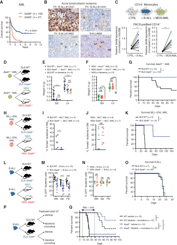 Figure 1. Leukemia-induced GAS6 contributes to immune evasion and leukemic progression. A, Prognostic value of GAS6 expression in AML (TCGA LAML, n = 173). Data was generated using the KaplanScan mode from the R2 Genomics Analysis and Visualization Platform (http://r2.amc.nl). Survival analysis by log-rank (Mantel–Cox) test. B, IHC of GAS6 on bone marrow trephine biopsies from representative patients with Ph+ (BCR–ABL1+) B-ALL at diagnosis. CD10 marks B-ALL blasts (upper left). Arrowhead marks myeloid cells. C, CD14+ peripheral blood monocytes from healthy donors were cultured with leukemia cells from either patients with Ph+ B-ALL (left, CD14+ from 11 donors cultured with 2 Ph+ B-ALL) or patients with myeloid diseases (right, CD14+ from 8 donors cultured with 1 AML and 1 higher-risk MDS). GAS6 mRNA levels were then determined by real-time PCR. Each data point represents a mean value obtained from two technical replicates, after normalization to a reference gene, GUSB. **, P < 0.01, paired two-tailed Student t test. Characteristics of all patients and healthy donors are described in Supplementary Table S1. D–F, Wild-type (WT) and Gas6−/− C57BL/6 or NSG (NSG Gas6−/−, line#697-31) mice were challenged with Asxl1−/− leukemia cells (105). Weight of spleens and livers on day 19 days post–leukemia challenge are displayed. NSG (n = 5) and C57BL/6 (n = 6) mice without leukemia are used as reference. ns, not significant. ***, P < 0.001, paired two-tailed Student t test. G, Kaplan–Meier survival analysis of WT and Gas6−/− C57BL/6 challenged with Asxl1−/− leukemia cells (105). **, P < 0.01, log-rank (Mantel–Cox) test. H–J, WT and Gas6−/− C57BL/6 or NSG (NSG Gas6−/−, line#697-31) mice were challenged with MLL–ENL AML cells (105). BM aspiration was performed after 22 days to determine leukemic burden (Tomato+). ns, not significant. *, P < 0.05, paired two-tailed Student t test. K, Kaplan–Meier survival analysis of WT and Gas6−/− C57BL/6 challenged with MLL–ENL AML cells (105). **, P < 0.01, log-rank (Mantel–Cox) test. L–N, WT and Gas6−/− C57BL/6 or NSG (NSG Gas6−/−, line#697-29) mice were challenged with B-ALL cells (103) and analyzed two weeks post–leukemia injection for leukemic burden (B220+GFP+) in bone marrow (BM), spleen (Spl), and peripheral blood (PB). This experiment was repeated with a different NSG Gas6−/− mouse line (line#697-31) with similar results (Supplementary Fig. S3E). ns, not significant. ***, P < 0.001, paired two-tailed Student t test. O, Kaplan–Meier survival analysis of WT and Gas6−/− C57BL/6 challenged with B-ALL cells (103). ns, not significant, log-rank (Mantel–Cox) test. P and Q, Kaplan–Meier survival analysis of WT and Gas6−/− C57BL/6 challenged with B-ALL cells (103) and subjected to either vehicle or nilotinib plus vincristine treatment combination. Treatment was initiated on day 7 and terminated on day 39. Data representative of at least two independent experiments. *, P < 0.05; ***, P < 0.001, log-rank (Mantel–Cox) test.