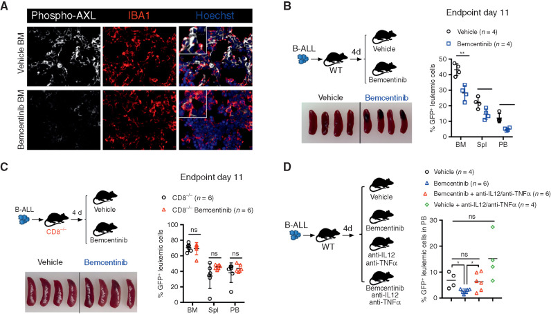 Figure 6. Bemcentinib, a clinical-grade AXL inhibitor, triggers effective antileukemic immunity in B-ALL that depends on IL12, TNFα, and engagement of CD8 T cells. A, Representative phospho-AXL (white) expression and IBA1+ leukemia-associated macrophages (red) by immune fluorescence in frozen bone sections from vehicle and bemcentinib-treated leukemia-bearing mice depicted in B, at final analysis. B, Leukemic burden (% GFP+ B220dim in bone marrow, spleen, and peripheral blood) and spleen pictures of WT mice challenged with 103 B-ALL cells and treated twice daily with either vehicle or bemcentinib at 50 mg/kg. Treatment was initiated on day 4 post–leukemia injection and mice were analyzed on day 11. *, P < 0.05; **, P < 0.01, two-tailed Student t test. C, Same as B, using CD8-deficient mice. ns, not significant, two-tailed Student t test. D, Day 10 leukemic burden (% GFP+ B220dim in peripheral blood) in WT mice challenged with 103 B-ALL cells treated as in B, in the presence or absence of blocking antibodies against IL12 (300 μg/mouse) and TNFα (400 μg/mouse). Blocking antibodies for IL12 and TNFα were administered daily starting from day 4 post–leukemia challenge. Each dot represents an individual mouse and mean value is depicted. ns, not significant, *, P < 0.05, unpaired two-tailed Student t test.