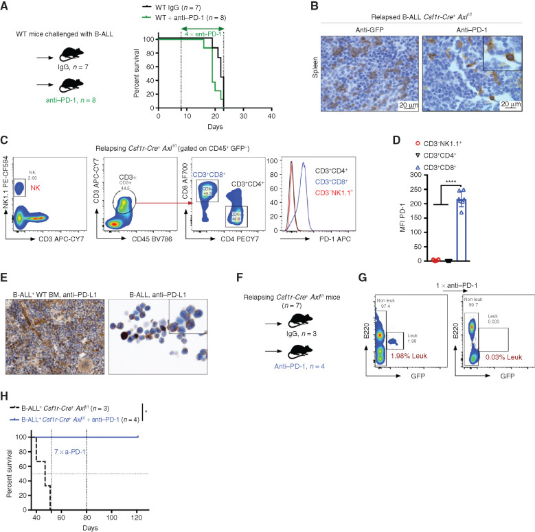 Figure 5. Axl deficient macrophages trigger antileukemic immunity and elicit PD-1 checkpoint blockade. A, Kaplan–Meier survival analysis of WT mice challenged with 103 B-ALL cells and treated with either anti–PD-1 (n = 8) or isotype control (n = 7). B, GFP+ blasts (left) and PD-1+ cells (right) by IHC in the spleen of Csf1r-Cre+ Axlf/f mice that succumbed to B-ALL with a delayed latency of >40 days (Mice depicted in Fig. 2C). C and D, Csf1r-Cre+ Axlf/f from three independent experiments were followed by weekly bleeding to identify mice with late disease recurrence (n = 7). Flow cytometry data depicting PD-1 expression in peripheral blood lymphocytes (CD4 and CD8 T cells, NK cells) and corresponding PD-1 mean fluorescence intensity (MFI) from Csf1r-Cre+ Axlf/f mice showing signs of relapse (detectable GFP+ cells, representative data in G). ****, P < 0.0001, unpaired two-tailed Student t test. E, PD-1 ligand (PD-L1) expression by IHC in bone marrow cells with both stromal and hematopoietic morphology (left), as well as on cytospined B-ALL cells (right). F and G, Csf1r-Cre+ Axlf/f mice with late disease recurrence (n = 7, depicted in C and D) were either left untreated (n = 3) or subjected to 7 cycles of anti–PD-1 treatment (n = 4; 200 μg/mouse every 4 days). Representative FACS plot depicting leukemic burden (GFP+ B220dim) in the peripheral blood of the same mouse before and after one shot of anti–PD-1 treatment. H, Kaplan–Meier survival analysis of mice from F. *, P < 0.05, log-rank (Mantel–Cox) test.