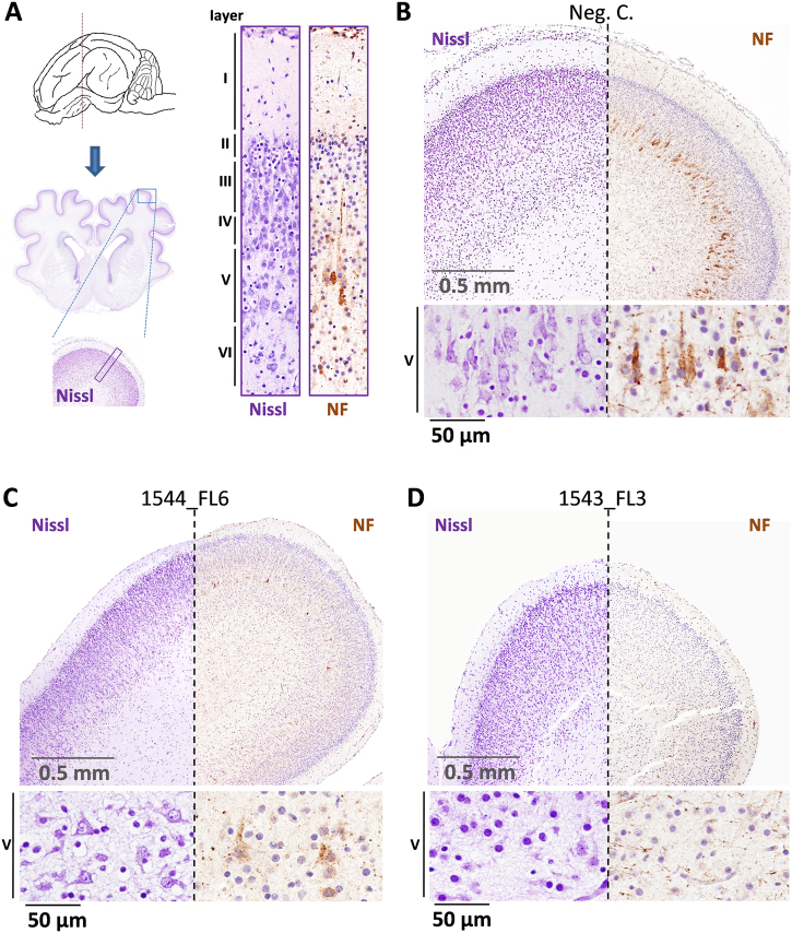 Fig. 6