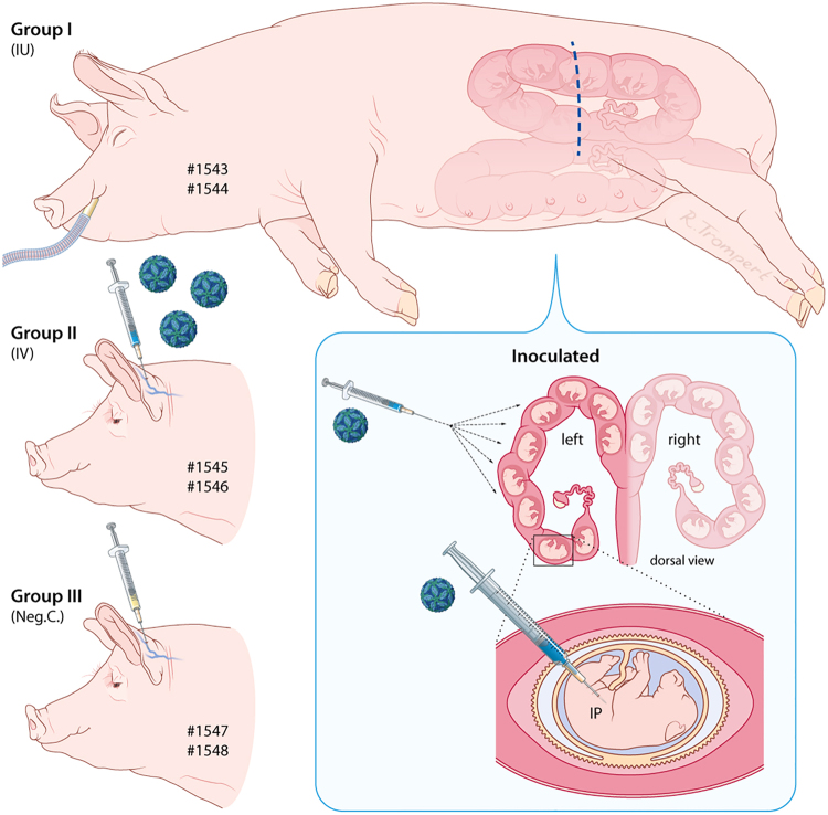 Fig. 1