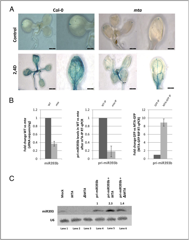 Fig. 7.