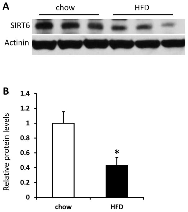 Fabp4-Cre-mediated Sirt6 deletion impairs adipose tissue function and ...