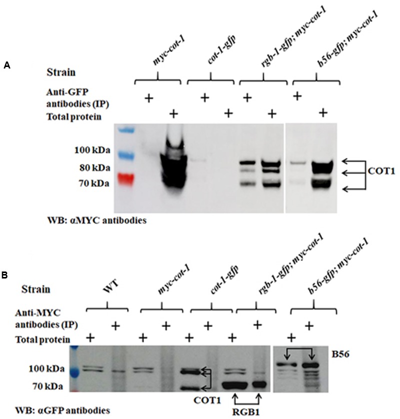 FIGURE 11