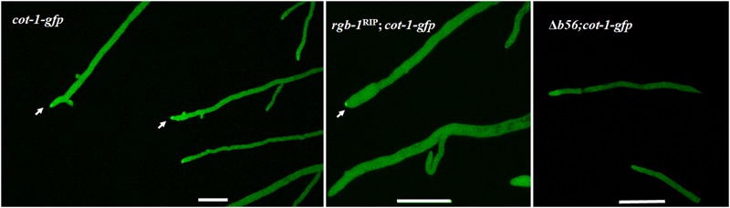 FIGURE 6