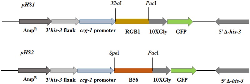 FIGURE 1