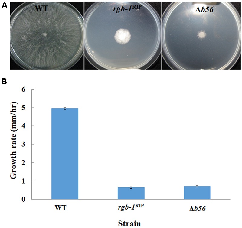 FIGURE 2