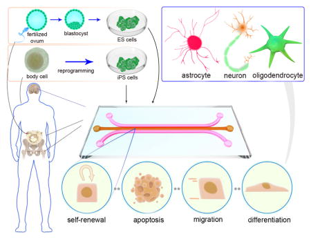 graphic file with name nihms795321u1.jpg