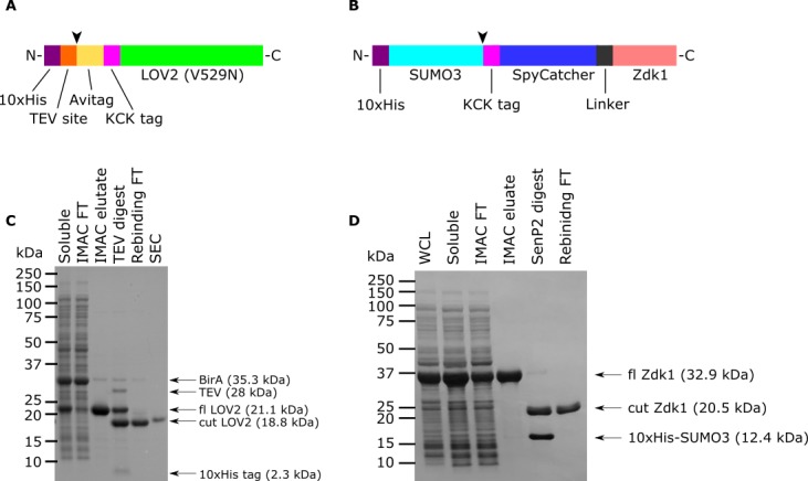 Figure 2—figure supplement 1.