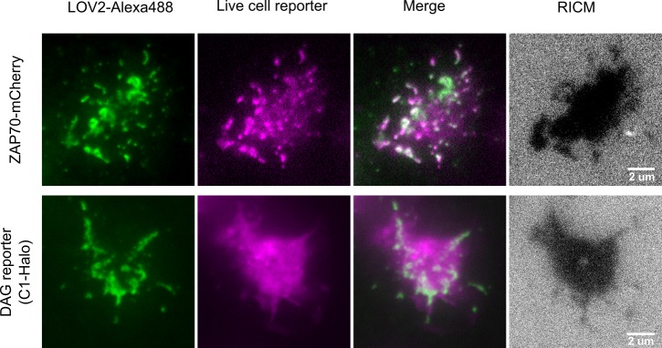 Figure 1—figure supplement 3.