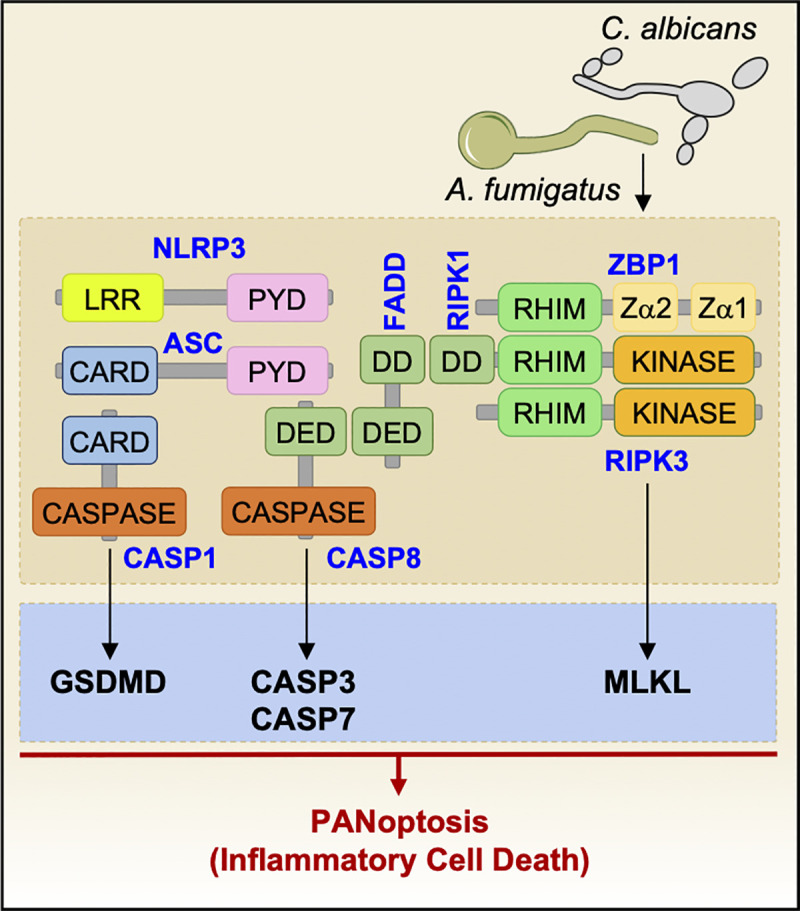 Fig 2