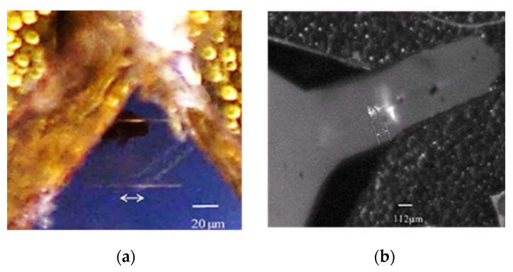 Figure 24