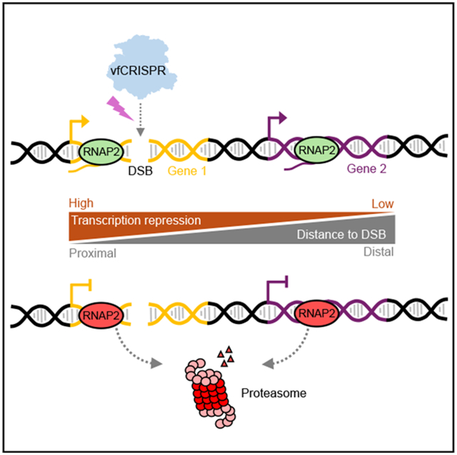 graphic file with name nihms-2011871-f0001.jpg