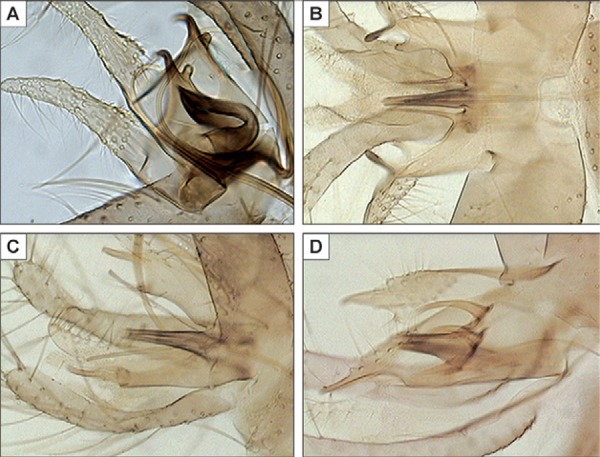 Fig. 5