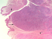 Fig 1.
