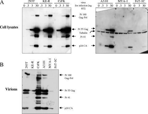 FIG. 4.