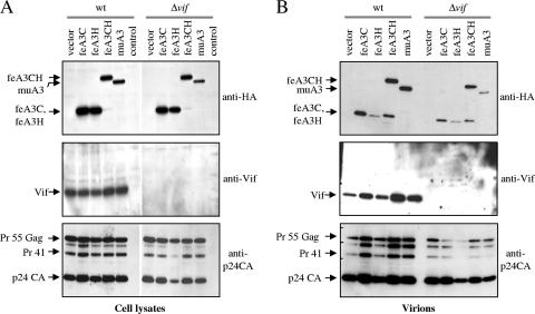 FIG. 7.