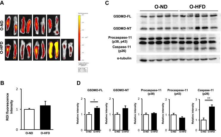 Figure 4