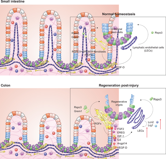 graphic file with name nihms-1828712-f0008.jpg