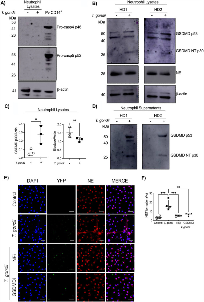 FIG 3