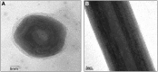 <b>FIG. 1.</b>